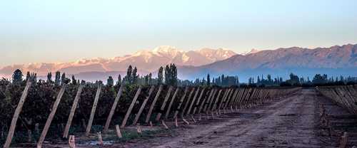 Aconcagua vineyards