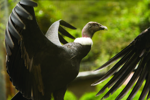 andean-condor