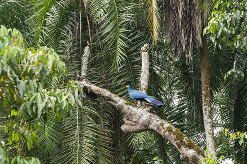 Blue Turaco in Kibale National Park, Uganda