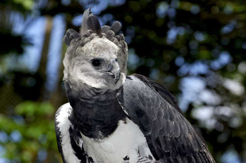 Harpy eagle Guyana