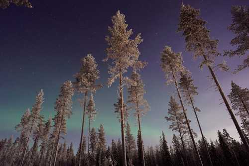 Pine trees in front of the northern lights, Finland