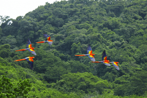Scarlet macaws flying through forest in Costa Rica