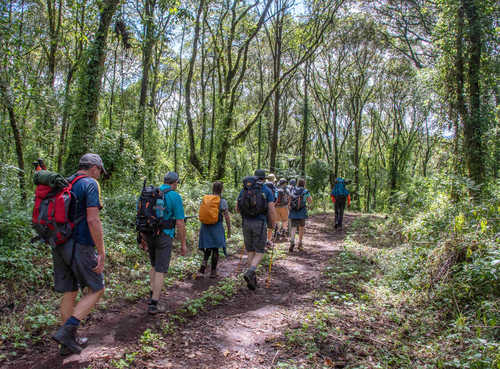 Starting-the-Machame-Route-through-the-rainforest