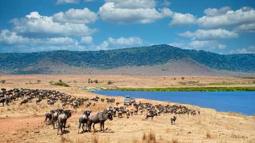 Wildebeest and other animals around the Ngorongoro crater on a safari