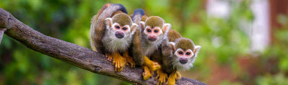 common-squirrel-monkeys