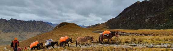 Kandoo team member with mules in Peru