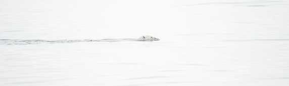 Polar bear swimming in Greenland