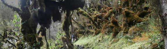 Walking trail through the Rwenzori Mountains in Uganda