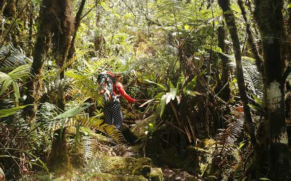 Amazon Rainforest - Mount Roraima