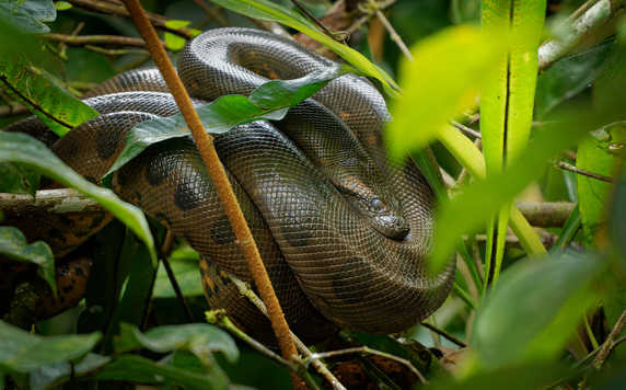 anaconda-coiled-in-a-tree