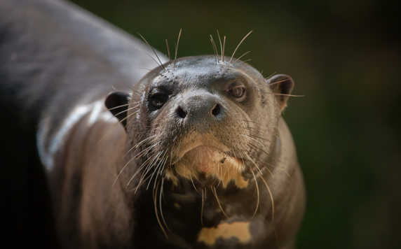 Giant otter, Guyana