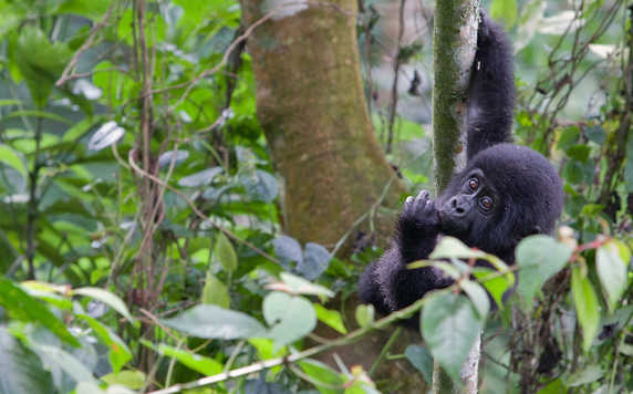 Trekking gorillas in Uganda