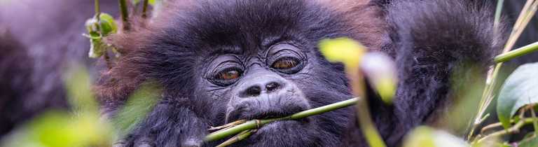 baby mountain gorilla eating food