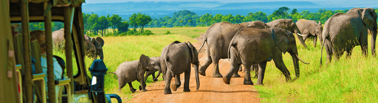 Elephants on Safari, Tanzania