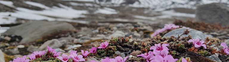 Flora in Ymerbukta