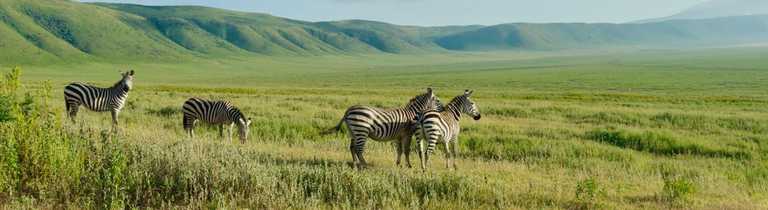 Group of zebra in the Ngorongoro crater