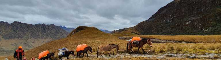 Kandoo team member with mules in Peru