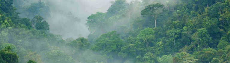 mist-rising-over-the-rainforest