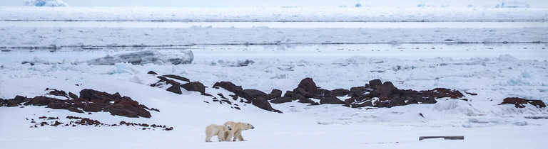 Polar bears during Winter in Svalbard