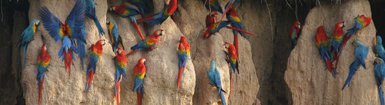 Red and blue macaws in the Peruvian Amazon forest