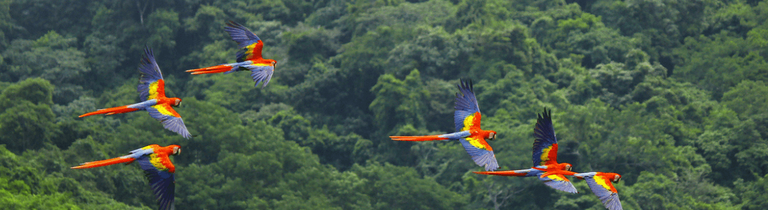 Scarlet macaws flying through forest in Costa Rica