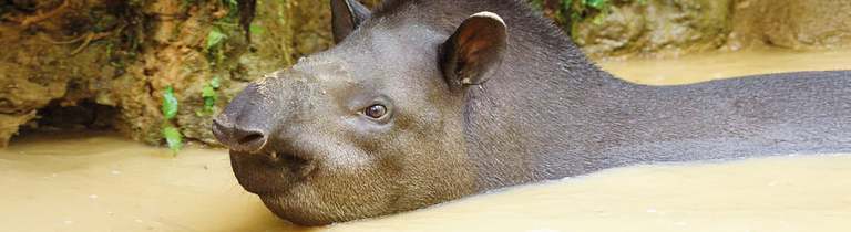 Tapir