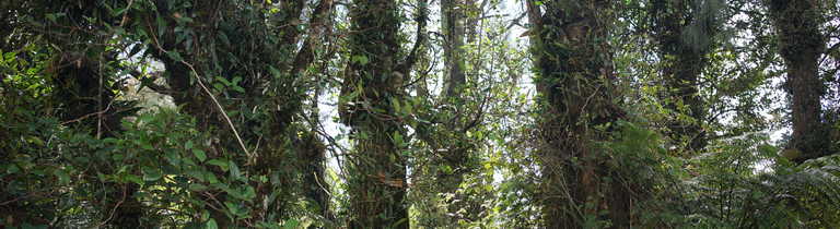 Tropical forest on the way to Batukaru temple, Bali