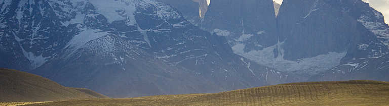 Vicunas in a Patagonian National Park