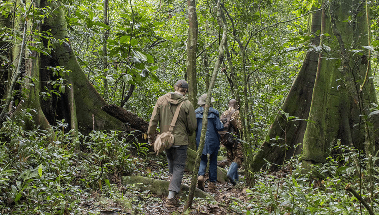behind view of people walking through Ugandan forest on Gorilla Trek