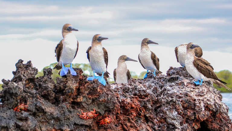 Blue Footed Boobies on Isabela Island
