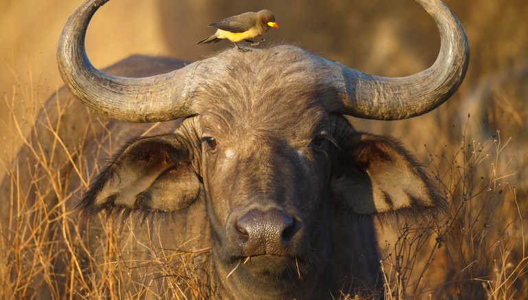 Buffalo, Tanzania Safari