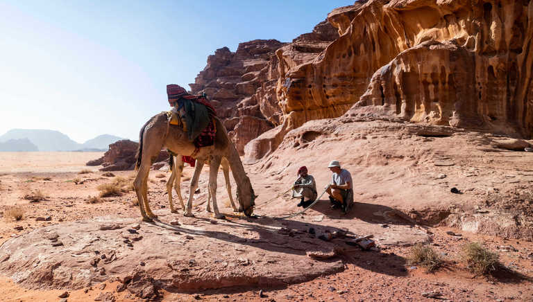 Camel in Jordan