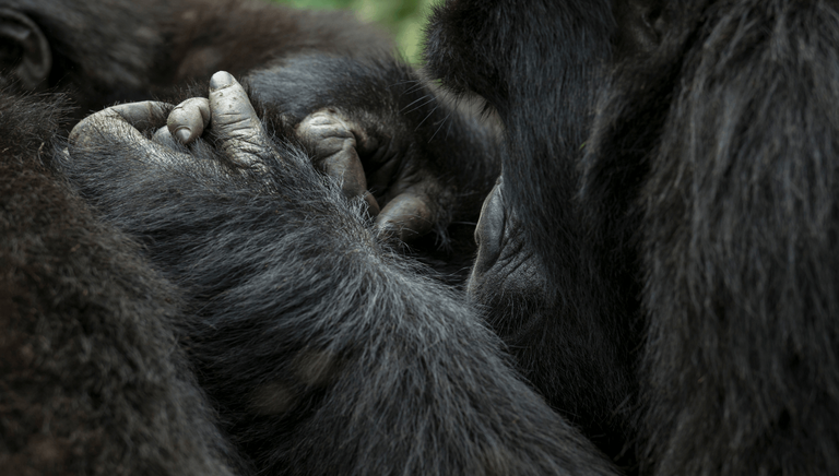 Close up of Ugandan Gorillas holding hands