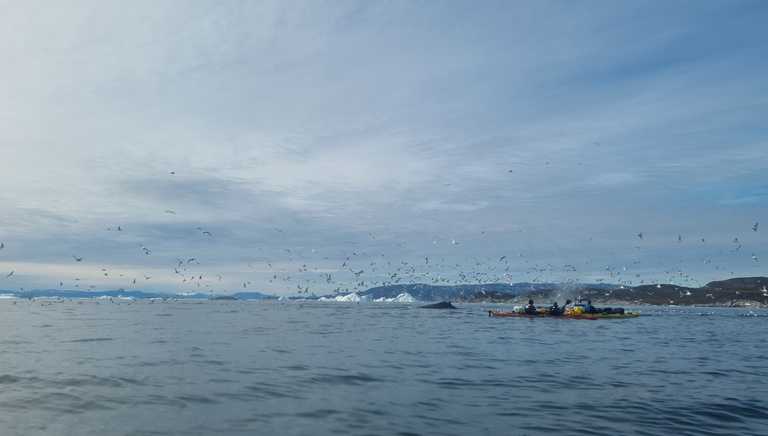 front-row-seats-to-the-whales-feeding-time