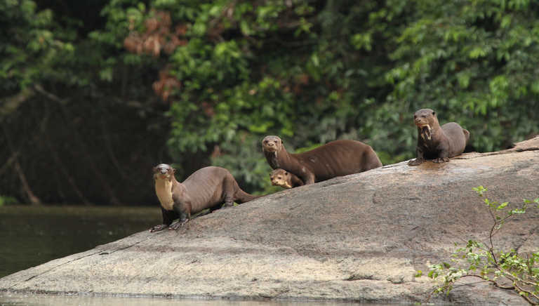 giant-otters-sunbathing-on-the-riverbank