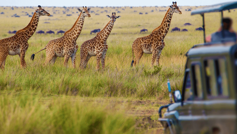 Giraffe on Safari, Tanzania
