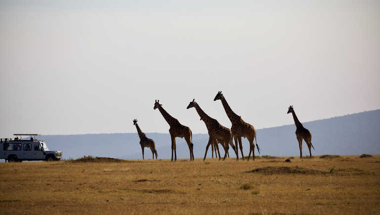 Giraffes on the Serengeti National Park