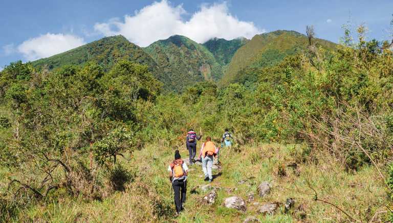 Group heading on a gorilla trek in Bwindi Impenetrable Forest Uganda