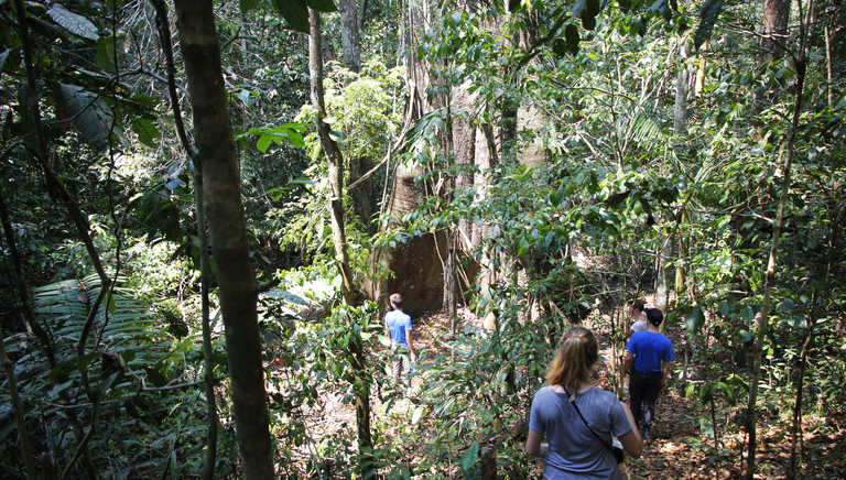 Hikers in the Amazon rainforest