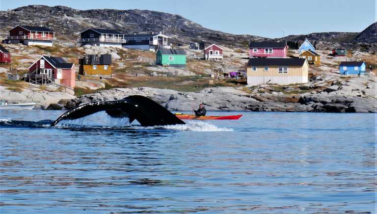 Kayaking with whales in Greenland
