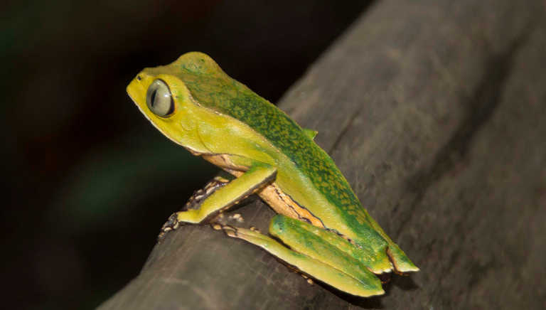 Nocturnal toad in the Amazon rainforest