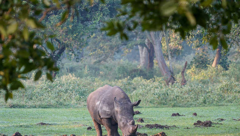 rhino-zhiwa-rhino-sanctuary