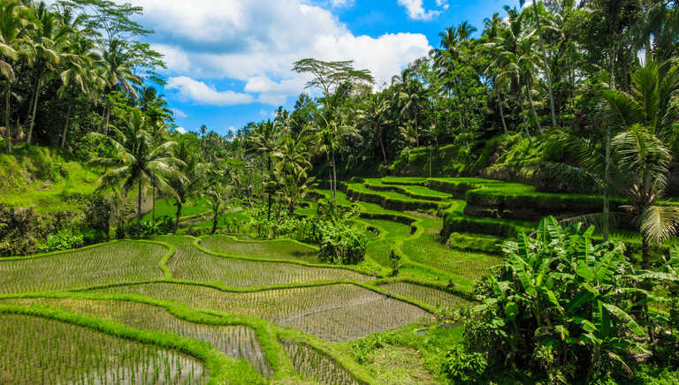 Rice fields on Bali