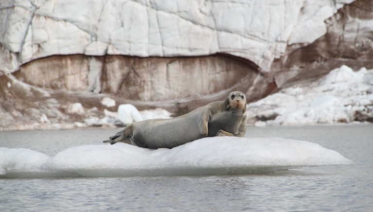 Seal floating on ice in Svalbard