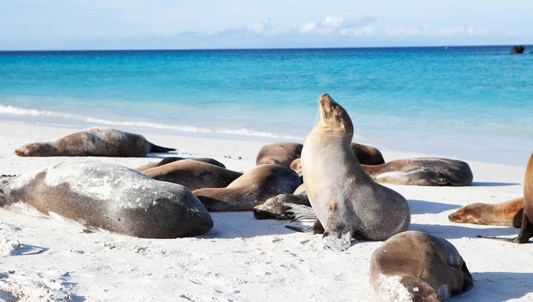 Sealions on the Galapagos Islands