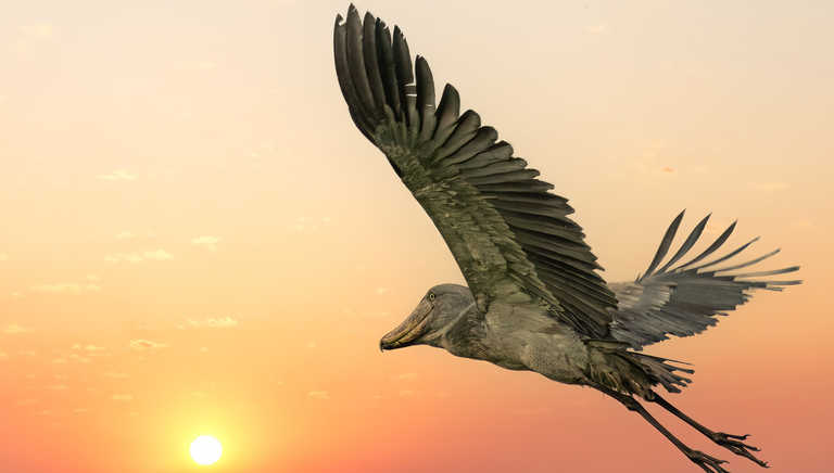 Shoebill-stork-flying-at-sunset