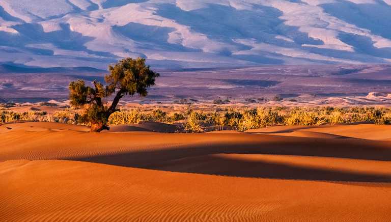 shrubbery-in-desert-landscape