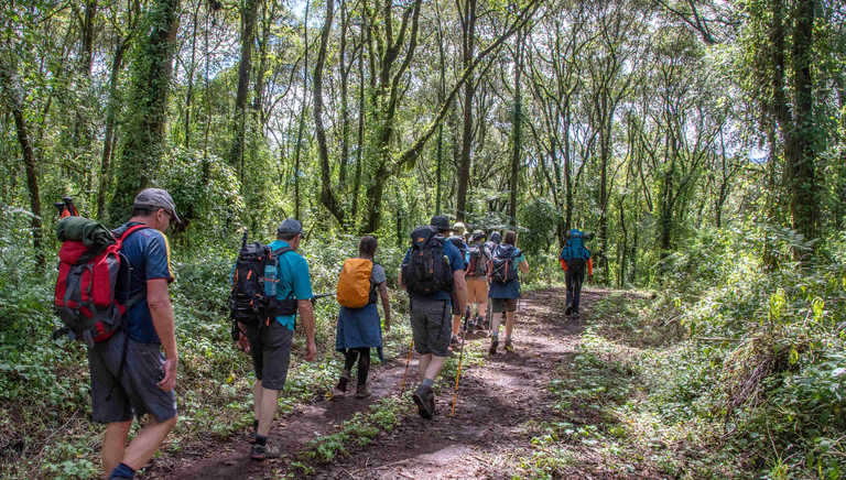 Starting-the-Machame-Route-through-the-rainforest