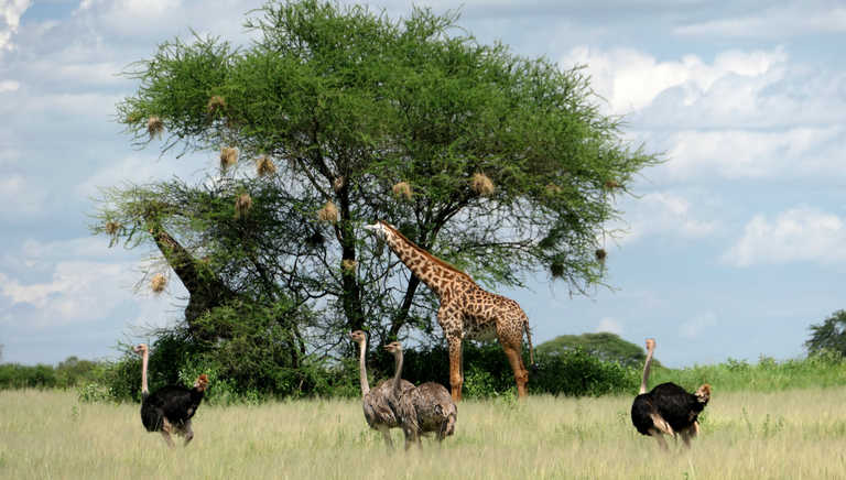 Wild animals in a Tanzanian Park