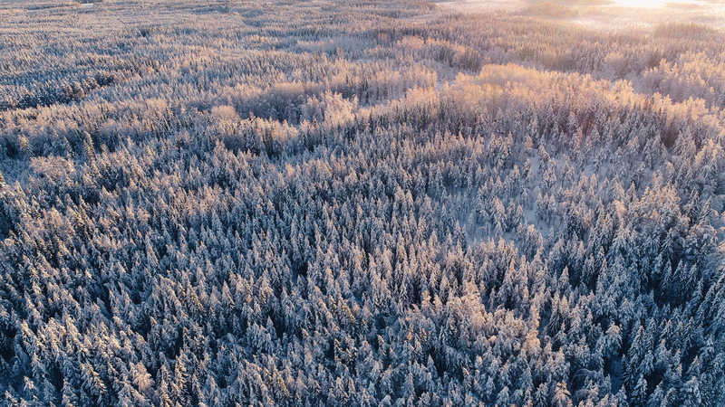 aerial-shot-of-the-taiga-forest